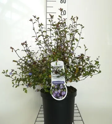 Zdjęcie produktu dla Ceratostigma willmottianum - ołownik chiński Pojemnik 30-40 cm