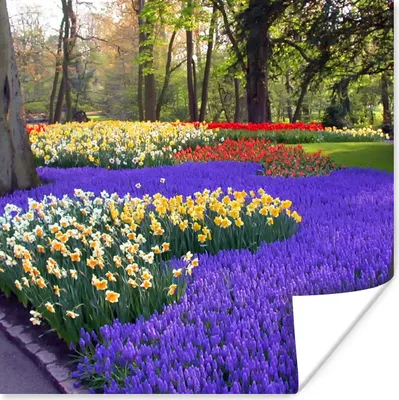 Produktbild von MuchoWow® Poster Blumen auf dem Keukenhof in Südholland 50x50 cm - Wohnzimmerdekoration