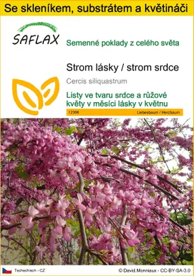 Obrázek produktu pro SAFLAX Kultivační sada - Strom lásky / strom srdce - Cercis siliquastrum - 60 Semena - S mini skleníkem, pěstebním substrátem a 2 květináči