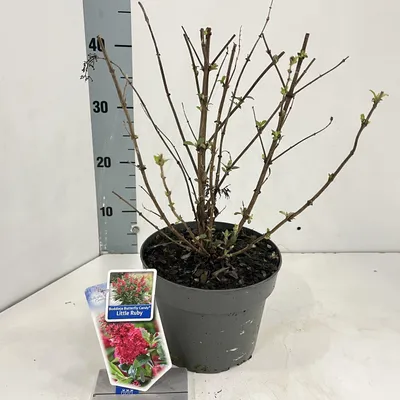 Zdjęcie produktu dla Buddleja davidii 'Butterfly Candy® Little Ruby' – budleja | 30–35 cm w doniczce