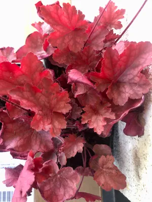 Produktbild von 6 x Heuchera 'fire chief® - Purpurglöckchen - Topf 9x9 cm