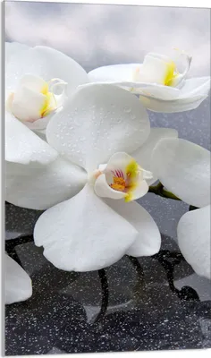 Produktbild von Herdabdeckplatte 30x52 Glaskeramikkochfeld Abdeckung Spritzschutz Glasplatte Deko Schneidebrett, Orchidee Weiß