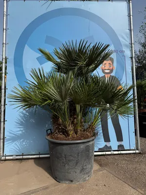 Produktbild von Chamaerops Humilis - Europäische Zwergpalme - Immergrüne winterharte Palme - 170 cm hoch inklusive Topf -  winterhart - Mehrere Stämme