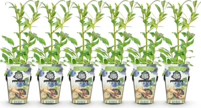 Image de Green boutiQ - Plantes fruitières - Myrtille - Vaccinium corymbossum Northland - Résistante au froid - 6 plants - Pot de 9 cm - Myrtille
