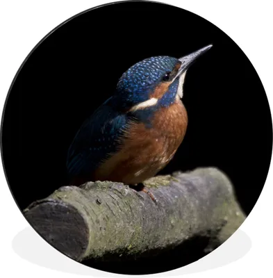 Produktbild von MuchoWow® Aluminium Wandkreis Eisvogel - Federn - Vogel Ø 30 cm Wanddeko Modern Wohnzimmer - Wand Bild - Wohnzimmer - Runde Bilder - Alubilder - Kunst für zu Hause - Aluminium - Wanddekoration