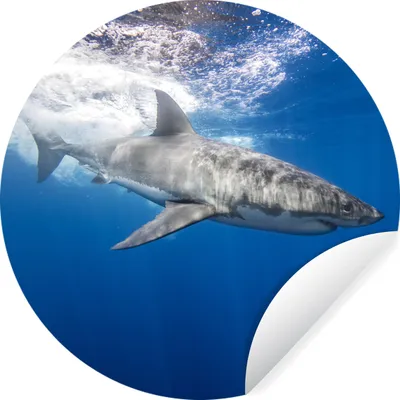 Produktbild von MuchoWow® Runde Wandtattoo - Wandsticker Tapete Aufkleber Hai - Meer - Wasser Ø 30 cm Selbstklebend und Repositionierbar - Wandaufkleber - Kreis - Wandbild - Fototapete - Selbstklebend - Dekoration - Wandschmuck - Schlafzimmer