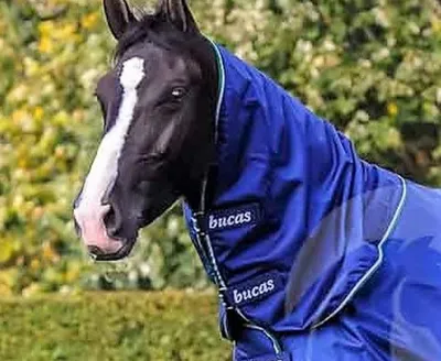 A black horse wearing a blue Bucas rug in an outdoor setting.