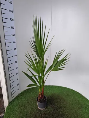 A potted palm plant is displayed in front of a white background with a ruler on the left side.