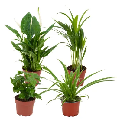 Produktbild von Zynesflora Luftreinigende Zimmerpflanzen 4Er Set im Pflanzentopf - Grünpflanzen Spathiphyllum Vivaldi, Areca Palme, Chlorophytum Grünlilie, Coffea Arabica - Höhe: 30-40 cm