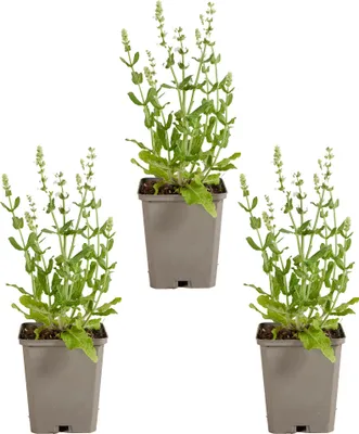 Zdjęcie produktu dla Bloomique - Zestaw 3 sztuk - Salvia Sensation White - Szałwia - Kwitnąca na biało - Odporna na zimę - Bylina - Przyjazna dla pszczół - Wysokość 10-20 cm - Doniczka 9 cm