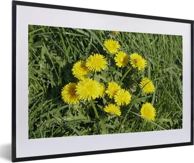 Produktbild von MuchoWow® Gerahmtes Poster Löwenzahn - Gras - Frühling 60x40 cm - Poster mit Schwarzem Bilderrahmen Wandposter Rahmen Foto Bilder - Schlafzimmer - Plakat in Rahmen - Drucken