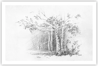 Produktbild von Poster - Poster ohne Rahmen - Skizze Wald Birke - 91,5x61 cm - Wand Bild - Wanddeko - Wandbilder - Kunstposter - Wandposter - Bilder - Kunstdruck - Wanddekoration - Wandbild - P2XAA91x61-4280