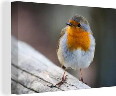 Produktbild von OneMillionCanvasses® - Leinwandbilder - 140x90 cm, Rotkehlchen - Holz - Vogel, Wandbilder Kunstdruck Wanddekoration