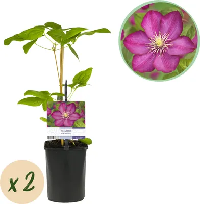 Imagen del producto de Enredadera trepadora - Clematis Ville de Lyon - Flor rosa - Plantas de bajo mantenimiento -2 - 30-40cm - Ø10cm - Planta de jardín