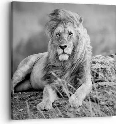 Produktbild von Bild auf Leinwand - Leinwandbild - Löwe Tier Natur - 40x40cm - Wand Bild - Wanddeko - Wandbilder - Leinwanddruck - Bilder - Kunstdruck - Wanddekoration - Leinwand bilder - Wandkunst - AC40x40-3931