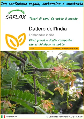 Immagine prodotto di SAFLAX Set regalo - Dattero dell'India - 4 semi - Tamarindus