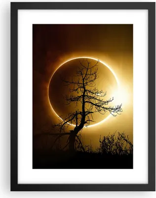 Produktbild von Gerahmtes Poster - Schwarzer Rahmen - Sonnenfinsternis die Sonne Baum - 30x40 cm - Wand Bild - Wanddeko - Wandbilder - Wandposter - Bilderrahmen - Bilder - Kunstdruck - Wandbild - P2BPA30x40-4349