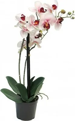 Zdjęcie produktu dla Sztuczna orchidea Phalaenopsis w doniczce, 50 cm, różowa
