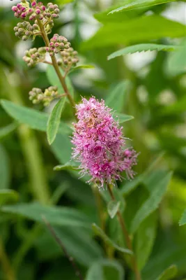 Produktbild von Spiraea billardii 'Triumphans', rosa Blüten, 60–80 cm