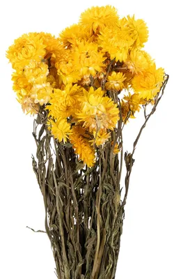 Produktbild von Trockenblumenbund Helichrysum Deko Blütenstrauß langlebig pflanzlich