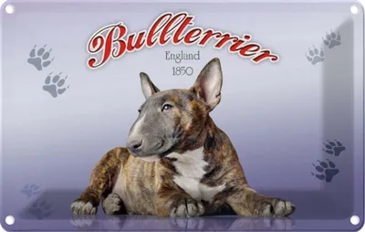 Produktbild von vianmo Blechschild 20x30 cm Hund Bullterrier England 1850 Tier Haustier