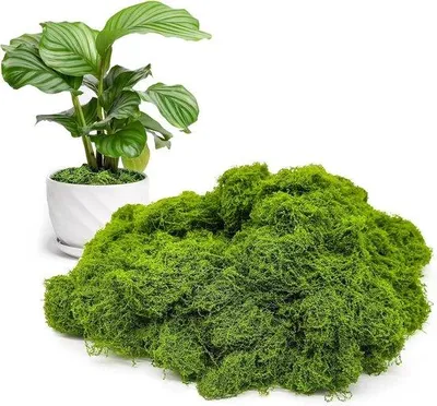 Image de Mousse artificielle vivante, 150 g, décorative, durable, naturelle, pour le modélisme, les loisirs créatifs, la décoration.