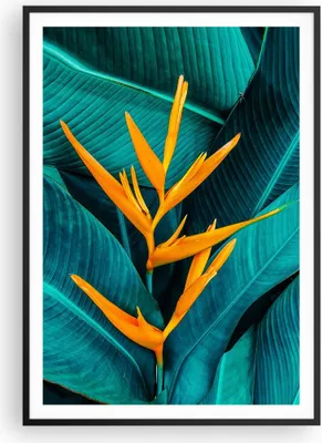 Produktbild von Gerahmtes Poster - Schwarzer Rahmen - Blumen Tropen Blätter - 70x100 cm - Wand Bild - Wanddeko - Wandbilder - Kunstposter - Wandposter - Bilderrahmen - Bilder - Kunstdruck - P2BPA70x100-5116