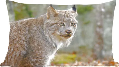 Produktbild von MuchoWow® Zierkissen Sofakissen Wohnzimmer Dekokissen 50x30 cm Luchs - Wald - Grau - Wohnzimmerdekoration - Polster mit Photo