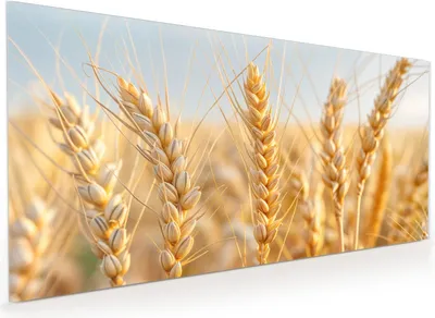 Produktbild von Küchenrückwand Spritzschutz Glas mit Motiv Weizenfeld 40 x 40 cm