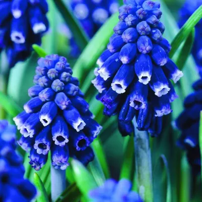 Obrázok produktu pre Modré hrozno - 10 x Muscari Neglectum