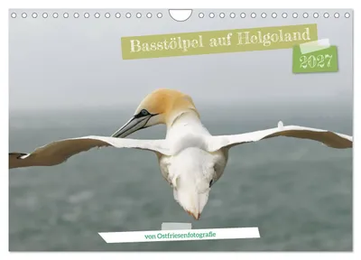 Produktbild von Basstölpel auf Helgoland - von Ostfriesenfotografie (Wandkalender 2027 DIN A4 quer), CALVENDO Monatskalender