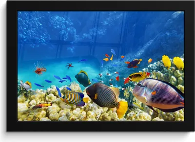 An underwater scene with various colorful fish swimming among coral reefs and rocks.