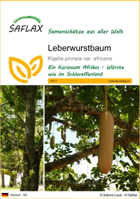 Produktbild von SAFLAX - Leberwurstbaum - Kigelia pinnata var. africana - 10 Samen
