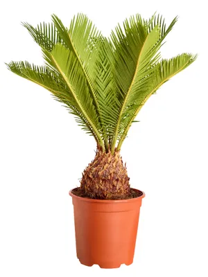 Produktbild von Dehner Sagopalmfarn, Cycas revoluta, Urpflanze, 55-60 cm, Ø Topf 17 cm, Zimmerpflanze