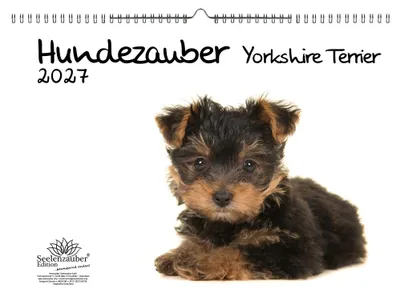 Produktbild von Hundezauber Yorkshire Terrier DIN A3 Kalender für 2027 Welpen und Hunde - Seelenzauber
