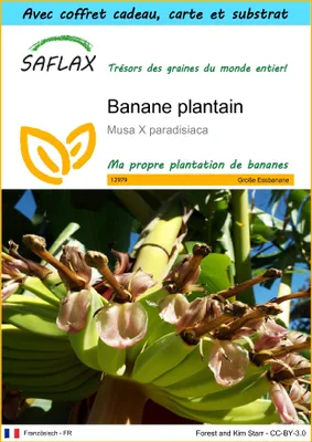 Image de SAFLAX Ensemble-cadeau - Banane plantain - 10 graines - Musa