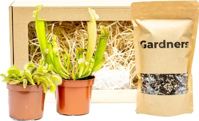 Obrázek produktu pro Gardners Set masožravek Dionaea + Sarracenia a substrát v dárkovém balení