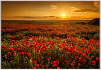 Produktbild von Wallario Wandbild Mohnblumenwiese bei Sonnenuntergang am Abend, Größe: 70,30 x 100,30 cm, Poster mit weißem Kunststoffrahmen