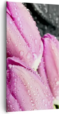 Produktbild von Bild auf Leinwand - Leinwandbild - Tulpen Tau Steine Pflanze - 65x120cm - Wand Bild - Wanddeko - Leinwanddruck - Bilder - Kunstdruck - Wanddekoration - Leinwand bilder - Wandkunst - PA65x120-2485