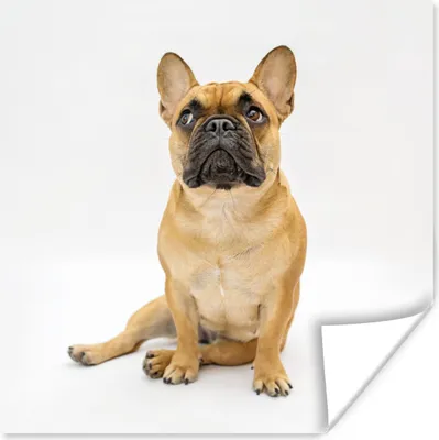 Produktbild von MuchoWow® Poster Französische Bulldogge - Weiß - Braun 100x100 cm - Babyzimmer