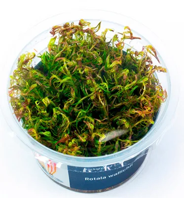 Produktbild von Rotala wallichii In-Vitro Cup algen- und schneckenfrei