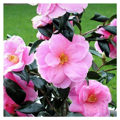Produktbild von Camellia Williamsii 'Donation' buschiger immergrüner Strauch robuste Pflanze im Topf
