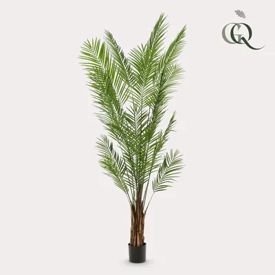Produktbild von Kunstpflanze - Areca Lutescens - Goldfruchtpalme - 240cm