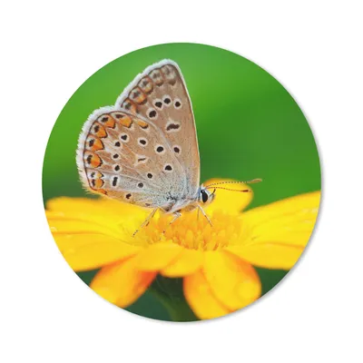 Produktbild von MuchoWow® Mauspad Mousepad Blumen - Schmetterling - Natur 40x40 cm - Mousepads - Maus Mat - Pad - Mausunterlage - Schreibtisch Accessoires