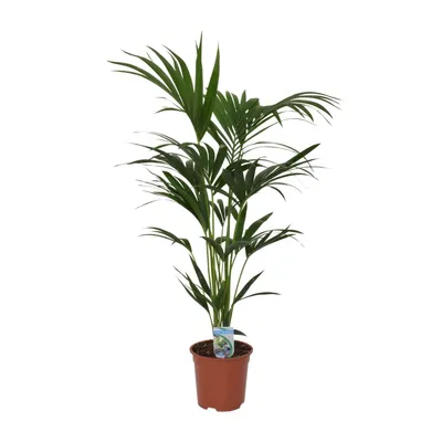 Immagine prodotto di Howea Forsteriana
