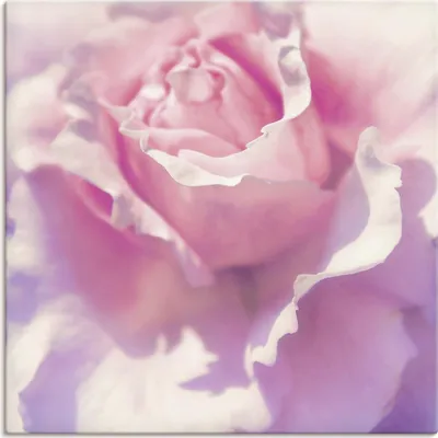 Produktbild von ARTland Leinwandbild Rosa Größe: 70x70 cm
