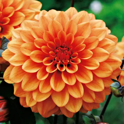 Produktbild von Dahlie Knolle Blüten Sommerblumen Herbstblumen Dekorative Dahlie Orange 1 St.