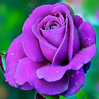 Produktbild von Blühender Zierstrauch Gartenpflanze für draußen Großblumige Rose Blau 1 St.