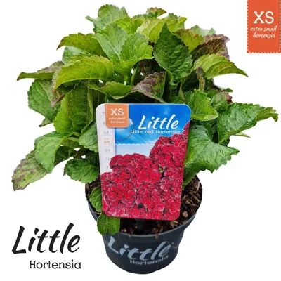 Zdjęcie produktu dla Hydrangea macr. 'Little Red' ® (Little XS) – hortensja | 15–20 cm w doniczce