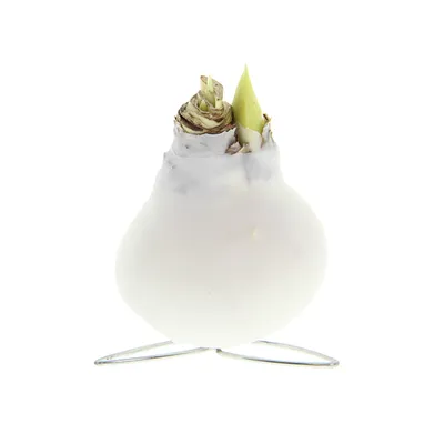Produktbild von Amaryllis in Wachs Kolibri, Weiß, Blumenzwiebel, 10-20 cm